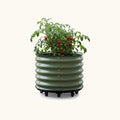 Green ribbed planter with plants and tomatoes on a white background